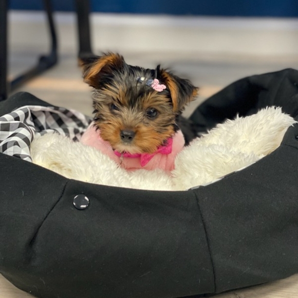 Meet your Posher, Cindy - Picture 11 of 16